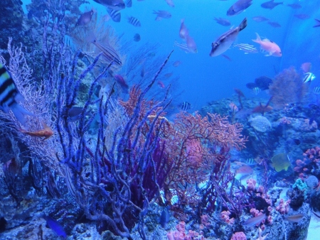水族館 (450x338)