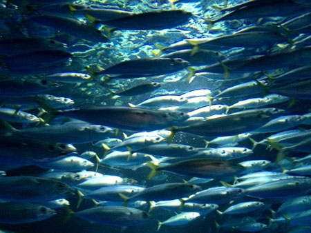 魚の群れ
